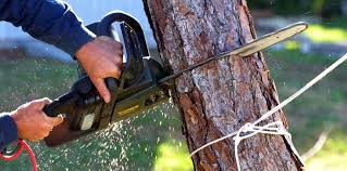 Best Hazardous Tree Removal  in Arrowhead Beach, NC