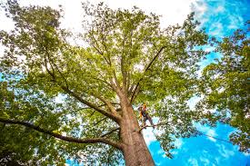 Best Tree Cabling and Bracing  in Arrowhead Beach, NC