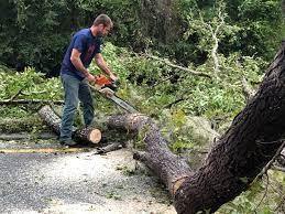 Best Fruit Tree Pruning  in Arrowhead Beach, NC