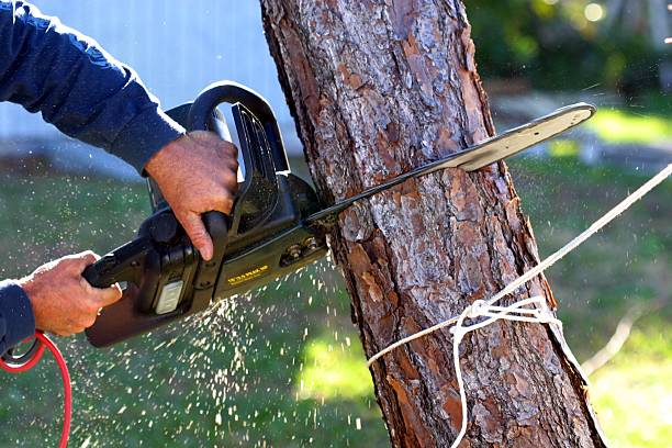 Best Palm Tree Trimming  in Arrowhead Beach, NC