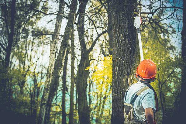 Best Tree Maintenance Programs  in Arrowhead Beach, NC