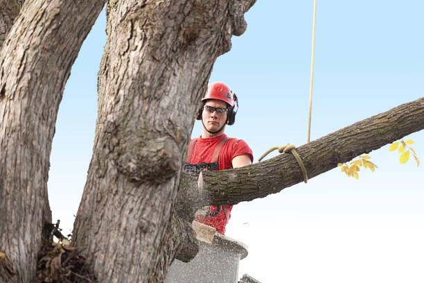 How Our Tree Care Process Works  in  Arrowhead Beach, NC
